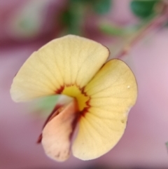 Bossiaea buxifolia at Currawang, NSW - 7 Nov 2022