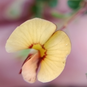 Bossiaea buxifolia at Currawang, NSW - suppressed