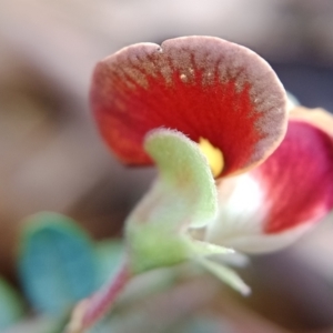 Bossiaea buxifolia at Currawang, NSW - 7 Nov 2022