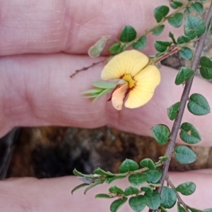 Bossiaea buxifolia at Currawang, NSW - 7 Nov 2022