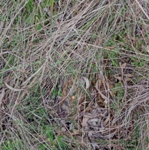 Bossiaea buxifolia at Currawang, NSW - suppressed