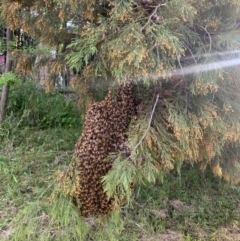 Apis mellifera (European honey bee) at Florey, ACT - 8 Nov 2022 by b