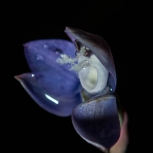 Thelymitra sp. aff. cyanapicata at Conder, ACT - suppressed