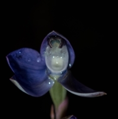 Thelymitra sp. aff. cyanapicata at Conder, ACT - suppressed