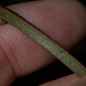 Thelymitra sp. aff. cyanapicata at Conder, ACT - 9 Nov 2022