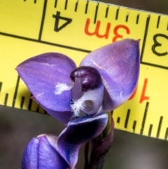 Thelymitra sp. aff. cyanapicata at Conder, ACT - suppressed