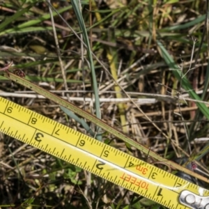 Thelymitra sp. aff. cyanapicata at Conder, ACT - suppressed