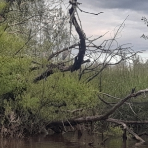 Egretta novaehollandiae at Fyshwick, ACT - 7 Nov 2022 07:07 PM