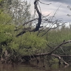 Egretta novaehollandiae at Fyshwick, ACT - 7 Nov 2022 07:07 PM