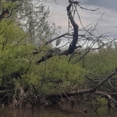 Egretta novaehollandiae at Fyshwick, ACT - 7 Nov 2022 07:07 PM