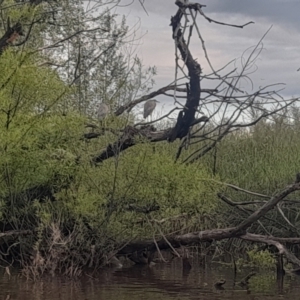 Egretta novaehollandiae at Fyshwick, ACT - 7 Nov 2022 07:07 PM