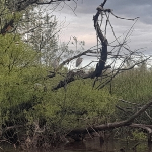 Egretta novaehollandiae at Fyshwick, ACT - 7 Nov 2022 07:07 PM