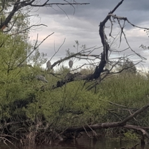 Egretta novaehollandiae at Fyshwick, ACT - 7 Nov 2022 07:07 PM