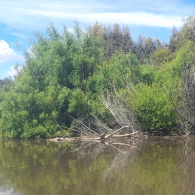 Anhinga novaehollandiae (Australasian Darter) at Jerrabomberra Wetlands - 5 Nov 2022 by VanceLawrence