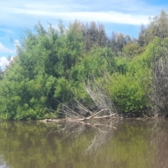 Anhinga novaehollandiae at Fyshwick, ACT - 6 Nov 2022 10:42 AM