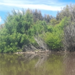 Anhinga novaehollandiae at Fyshwick, ACT - 6 Nov 2022 10:42 AM