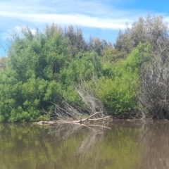 Anhinga novaehollandiae at Fyshwick, ACT - 6 Nov 2022 10:42 AM