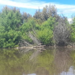 Anhinga novaehollandiae at Fyshwick, ACT - 6 Nov 2022 10:42 AM