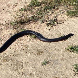 Pseudechis porphyriacus at Molonglo Valley, ACT - 7 Nov 2022