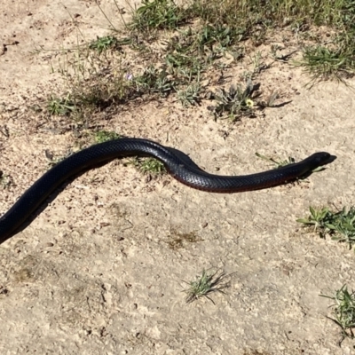 Pseudechis porphyriacus (Red-bellied Black Snake) at Molonglo River Reserve - 6 Nov 2022 by Steve_Bok
