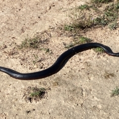 Pseudechis porphyriacus at Molonglo Valley, ACT - 7 Nov 2022