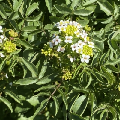 Rorippa nasturtium-aquaticum (Watercress) at Molonglo River Reserve - 6 Nov 2022 by Steve_Bok