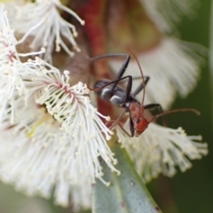 Zoedia divisa (Zoedia longhorn beetle) at Murrumbateman, NSW - 6 Nov 2022 by SimoneC