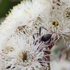 Zoedia divisa at Murrumbateman, NSW - 6 Nov 2022