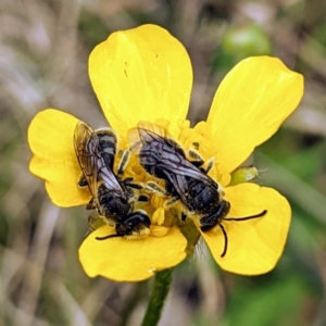 Lasioglossum (Chilalictus) lanarium at Rendezvous Creek, ACT - 6 Nov 2022 02:24 PM