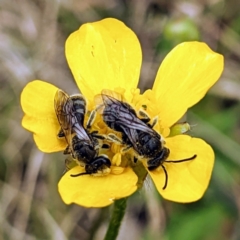 Lasioglossum (Chilalictus) lanarium (Halictid bee) at Rendezvous Creek, ACT - 6 Nov 2022 by HelenCross