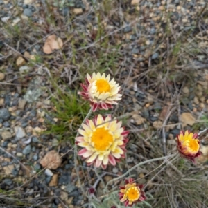 Leucochrysum albicans subsp. tricolor at Rendezvous Creek, ACT - 6 Nov 2022