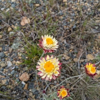 Leucochrysum albicans subsp. tricolor (Hoary Sunray) at Rendezvous Creek, ACT - 6 Nov 2022 by HelenCross