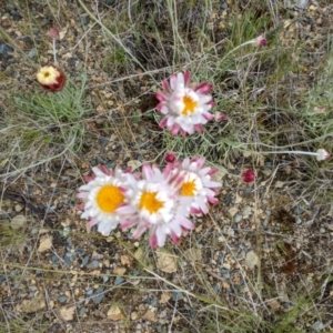 Leucochrysum albicans subsp. tricolor at Rendezvous Creek, ACT - 6 Nov 2022