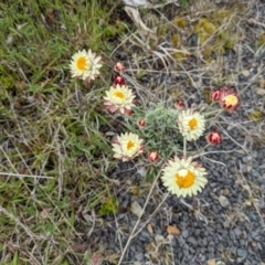 Leucochrysum albicans subsp. tricolor at Rendezvous Creek, ACT - 6 Nov 2022 02:52 PM