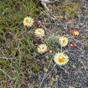 Leucochrysum albicans subsp. tricolor at Rendezvous Creek, ACT - 6 Nov 2022