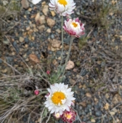 Leucochrysum albicans subsp. tricolor at Rendezvous Creek, ACT - 6 Nov 2022