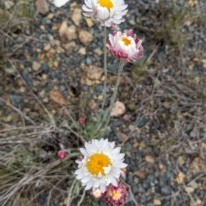 Leucochrysum albicans subsp. tricolor at Rendezvous Creek, ACT - 6 Nov 2022 02:52 PM