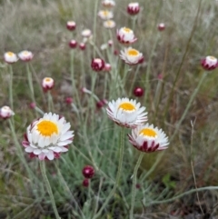 Leucochrysum albicans subsp. tricolor at Rendezvous Creek, ACT - 6 Nov 2022