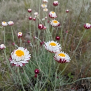 Leucochrysum albicans subsp. tricolor at Rendezvous Creek, ACT - 6 Nov 2022