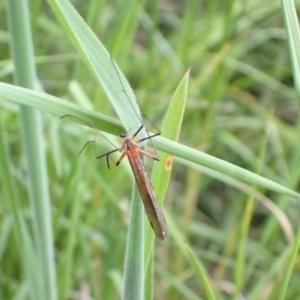 Harpobittacus australis at Murrumbateman, NSW - 7 Nov 2022