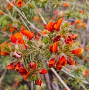Pultenaea subspicata at Gundaroo, NSW - 5 Nov 2022