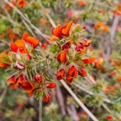 Pultenaea subspicata at Gundaroo, NSW - 5 Nov 2022