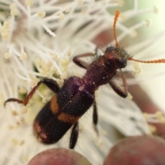 Eleale pulchra (Clerid beetle) at Murrumbateman, NSW - 7 Nov 2022 by SimoneC