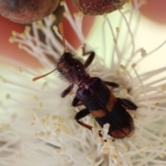 Eleale pulchra at Murrumbateman, NSW - 7 Nov 2022