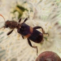 Eleale pulchra at Murrumbateman, NSW - 7 Nov 2022