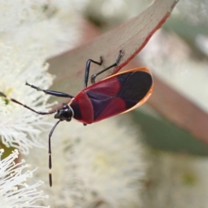 Dindymus versicolor at Murrumbateman, NSW - 7 Nov 2022