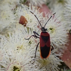 Dindymus versicolor at Murrumbateman, NSW - 7 Nov 2022
