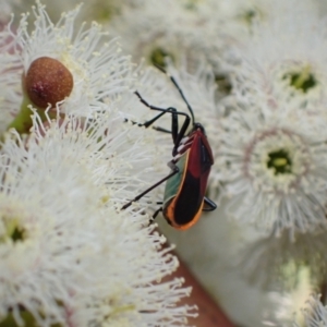 Dindymus versicolor at Murrumbateman, NSW - 7 Nov 2022