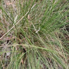 Poa sieberiana at Gundaroo, NSW - 5 Nov 2022