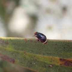 Depressa sp. (genus) (Lauxaniid fly) at Murrumbateman, NSW - 7 Nov 2022 by SimoneC